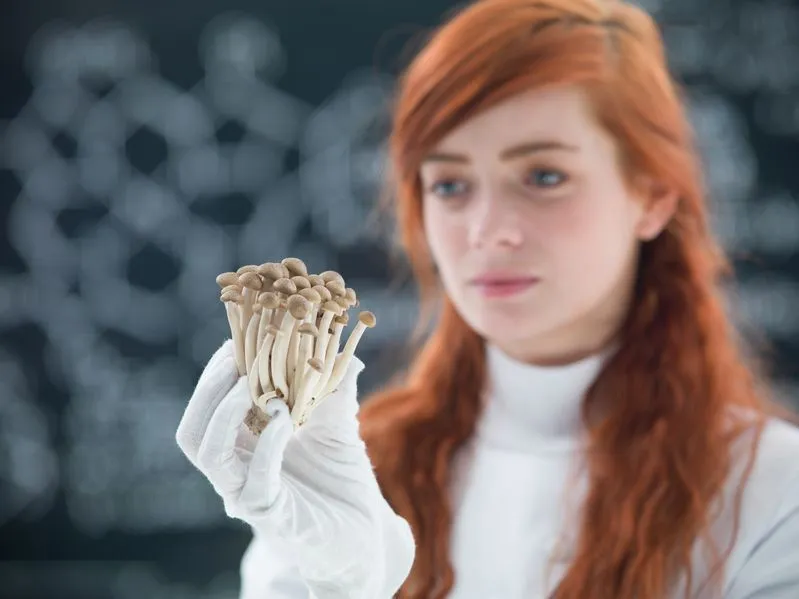Mushroom Magic: Rahasia di Balik Jasa & Layanan Cilacap yang Selalu Dicari